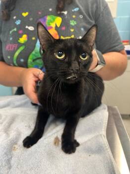 Rescue Domestic Short Hair Cats for Adoption in Frankfort, Kentucky - Velvet (BARN CAT) | PetCurious