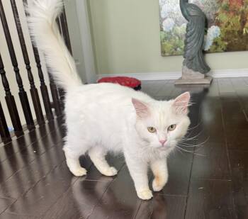 Lynch ( Lap cat) -  Turkish Angora Cat for Adoption in Brampton, Ontario - Lynch ( Lap Cat) | PetCurious