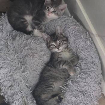 Sparkle -  Domestic Short Hair Cat for Adoption in Walker, Michigan - Sparkle | PetCurious