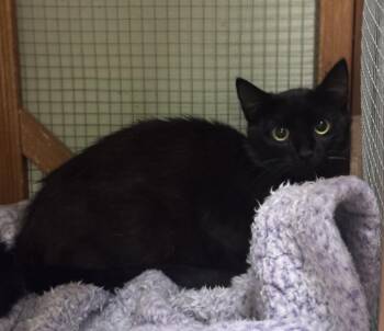 Mercury -  Domestic Short Hair Cat for Adoption in Saint Clairsville, Ohio - Mercury | PetCurious