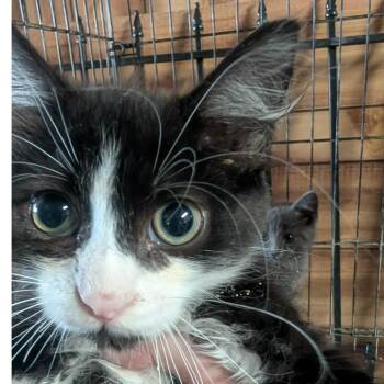 Hyde -  Domestic Long Hair Cat for Adoption in Carmel, Indiana - Hyde | PetCurious