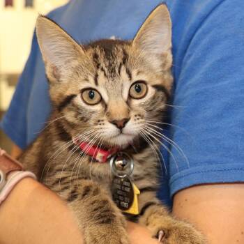 Domestic Short Hair Cats Available for Adoption in Port Washington, New York - Lily | PetCurious