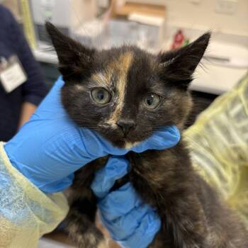 Moira -  Domestic Short Hair Cat for Adoption in Evanston, Illinois - Moira | PetCurious