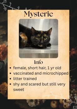 Domestic Short Hair Cats Available for Adoption in Greensburg, Indiana - Mysterie | PetCurious