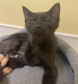 Rescue Domestic Short Hair Cats for Adoption in Indiana, Pennsylvania - Coriander | PetCurious