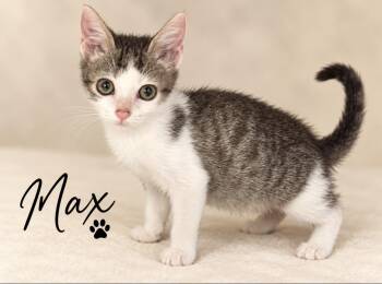 Max -  Domestic Short Hair Cat for Adoption in Pawleys Island, South Carolina - Max | PetCurious