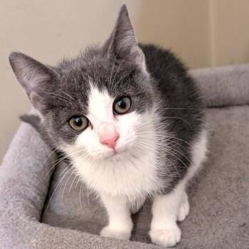 Domestic Short Hair Cats Available for Adoption in Gloucester, Virginia - Aurora | PetCurious
