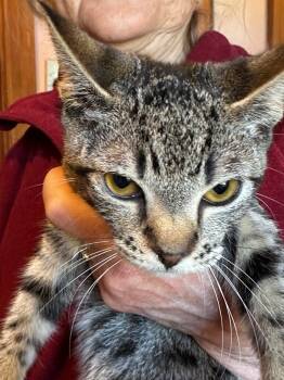 Rescue Domestic Short Hair Cats for Adoption in Plattsburgh, New York - Rocky | PetCurious