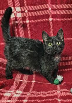 Rescue Domestic Medium Hair Cats for Adoption in Greensburg, Pennsylvania - Hemi | PetCurious