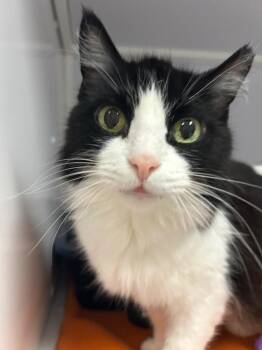 Liberty -  Domestic Short Hair Cat for Adoption in Youngtown, Arizona - Liberty | PetCurious