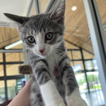 Marceline -  Domestic Short Hair Cat for Adoption in Leander, Texas - Marceline | PetCurious