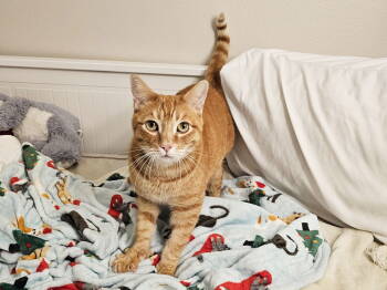 Rescue Domestic Short Hair Cats for Adoption in Mission Viejo, California - Golly | PetCurious
