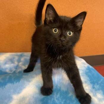 Olaf -  Domestic Short Hair Cat for Adoption in Rochester, Minnesota - Olaf | PetCurious