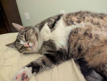 Mako15FS -  Domestic Short Hair Cat for Adoption in Youngsville, North Carolina - Mako15FS | PetCurious