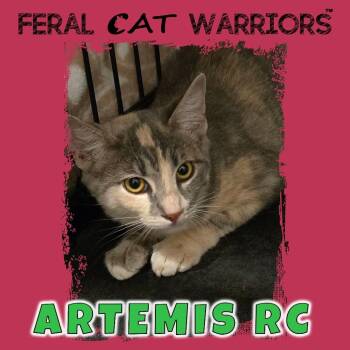 Artemis RC -  Domestic Short Hair Cat for Adoption in Kingman, Arizona - Artemis RC | PetCurious