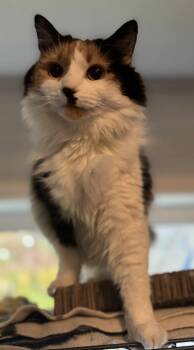 Rescue Domestic Long Hair Cats for Adoption in Shell Lake, Wisconsin - Mia | PetCurious