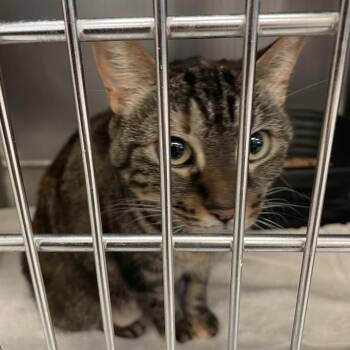 1528-C26 -  Domestic Short Hair Cat for Adoption in Port Charlotte, Florida - 1528-C26 | PetCurious