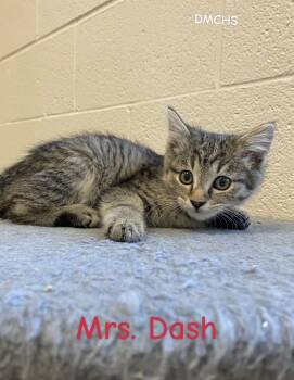 Rescue Domestic Short Hair Cats for Adoption in Burlington, Iowa - Mrs. Dash | PetCurious