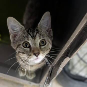 Banshee -  Domestic Short Hair Cat for Adoption in Cape Girardeau, Missouri - Banshee | PetCurious