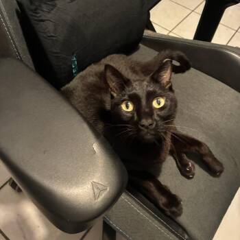 Nior -  Domestic Short Hair Cat for Adoption in Fort Lauderdale, Florida - Nior | PetCurious