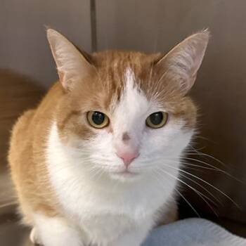 Rescue Domestic Short Hair Cats for Adoption in Oakville, Ontario - Wendy | PetCurious