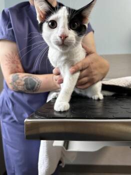 River -  Domestic Short Hair Cat for Adoption in Hudson, New Hampshire - River | PetCurious