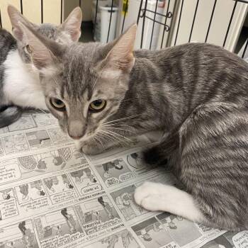 Lakes 1 -  Domestic Short Hair Cat for Adoption in Westminster, California - Lakes 1 | PetCurious