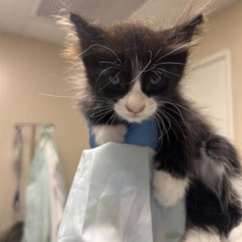 Lestat -  Domestic Medium Hair Cat for Adoption in Tempe, Arizona - Lestat | PetCurious