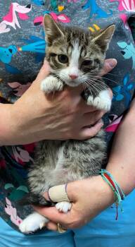 Hamilton -  Domestic Short Hair Cat for Adoption in Trenton, New Jersey - Hamilton | PetCurious