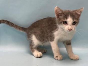 Uber -  Domestic Short Hair Cat for Adoption in Minneapolis, Minnesota - Uber | PetCurious
