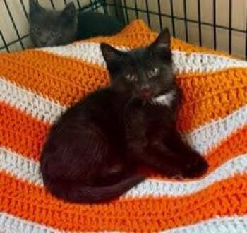 Domestic Short Hair Cats Available for Adoption in Oradell, New Jersey - Bee | PetCurious