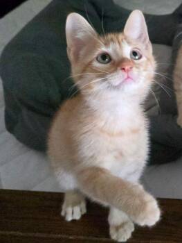 Tigger -  American Shorthair and Domestic Short Hair Cat for Adoption in Richardson, Texas - Tigger | PetCurious