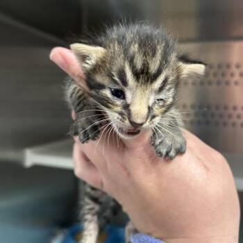 Domestic Short Hair Cats Available for Adoption in Saint Joseph, Missouri - Cinnamon | PetCurious