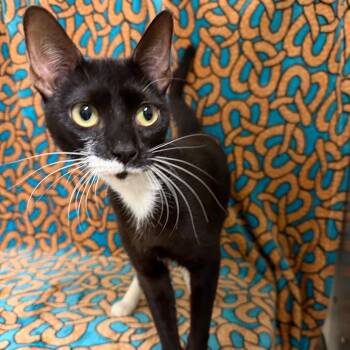 Rosa -  Domestic Short Hair Cat for Adoption in Newberg, Oregon - Rosa | PetCurious