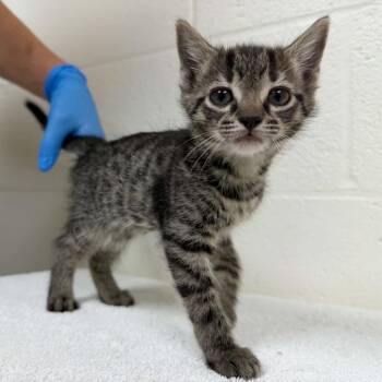 Candy Corn -  Domestic Short Hair Cat for Adoption in Lyndhurst, Virginia - Candy Corn | PetCurious