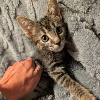 Rick -  Domestic Short Hair Cat for Adoption in Columbiana, Alabama - Rick | PetCurious