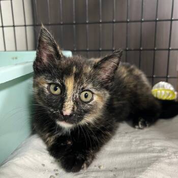 Checkers -  Domestic Short Hair Cat for Adoption in Waynesville, North Carolina - Checkers | PetCurious