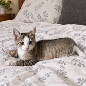Matcha -  Tabby and Domestic Short Hair Cat for Adoption in Fort Worth, Texas - Matcha | PetCurious