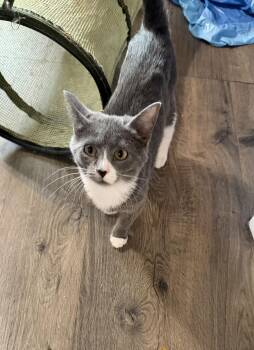 Domestic Short Hair Cats Available for Adoption - Mitzi (w/ Bitsy) | PetCurious