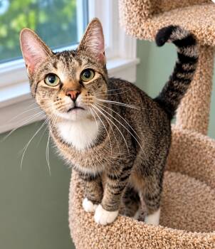 Tori MD -  Tabby Cat for Adoption - Tori MD | PetCurious