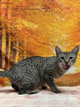 Rescue Domestic Short Hair Cats for Adoption in San Antonio, Texas - Dorabella | PetCurious