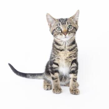Clark -  Domestic Short Hair Cat for Adoption in Franklin, Tennessee - Clark | PetCurious