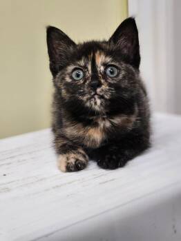 Rescue Domestic Short Hair Cats for Adoption in Riverbank, New Brunswick - Dorothea | PetCurious