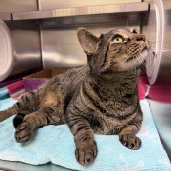 Keith -  Domestic Short Hair Cat for Adoption in Richmond, Virginia - Keith | PetCurious