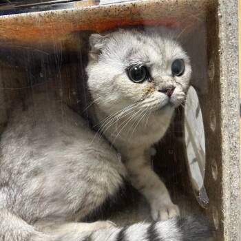 Momo -  Domestic Short Hair Cat for Adoption in Philadelphia, Pennsylvania - Momo | PetCurious