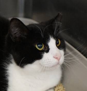 Rescue Domestic Short Hair Cats for Adoption in Colmar, Pennsylvania - Sarabi | PetCurious
