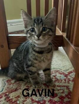Gavin -  Domestic Short Hair Cat for Adoption in Kenosha, Wisconsin - Gavin | PetCurious