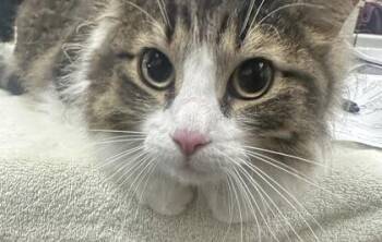 Purrdy -  Domestic Long Hair and Domestic Short Hair Cat for Adoption in Palm Coast, Florida - Purrdy | PetCurious