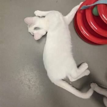 Live Wire -  American Shorthair Cat for Adoption in Freeport, Florida - Live Wire | PetCurious