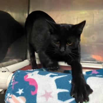 Romi -  Domestic Short Hair Cat for Adoption in Springfield, Missouri - Romi | PetCurious